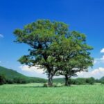 赏金女王的时尚选择:职场中的穿搭艺术 fpzq6xy