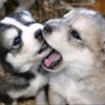 赏金女王试玩攻略:让你轻松赢得丰厚奖励 j39womnl